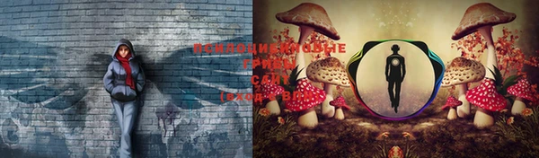 ПСИЛОЦИБИНОВЫЕ ГРИБЫ Медногорск
